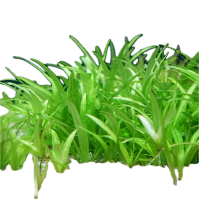 Five Bunched Plants Pygmy Chain Amazon Sword Plant Echinodorus Quadricostatus