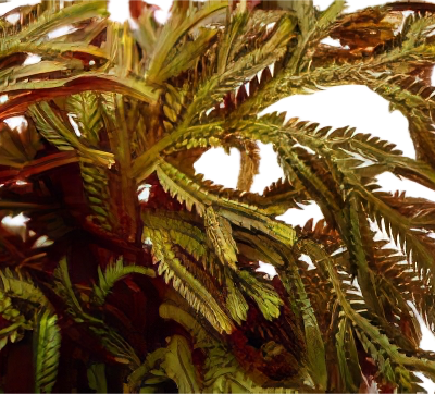 Five Bunched Plants Red Spike Moss Plant Selaginella Erythropus