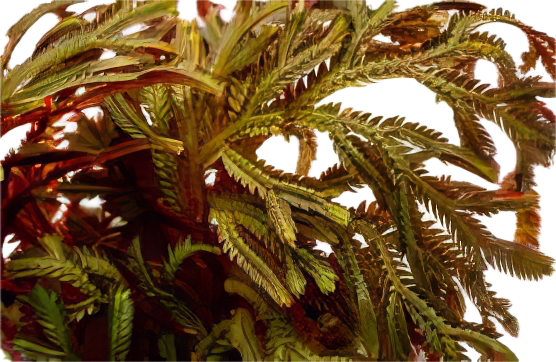 Five Bunched Plants Red Spike Moss Plant Selaginella Erythropus