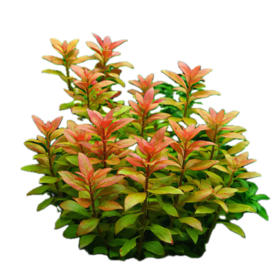 Five Bunched Plants Red and Pink Ocipus Plant Alternanthera Ocipus