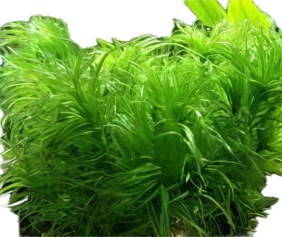 Five Bunched Plants Ricefield Water Nymph Plant Najas Graminea