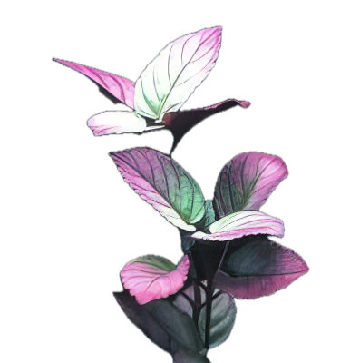 Five Bunched Plants Sharp Leaf Plant Hemigraphis Colorata Exotica