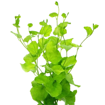 Five Bunched Plants Vietnam Water Cress Plant Cardamine Lyrata