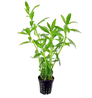 Five Potted Plants Aromatic Swampweed Plant Hygrophila Balsamica