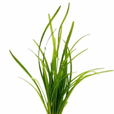 Five Potted Plants Arrowhead Plant Sagittaria Natans