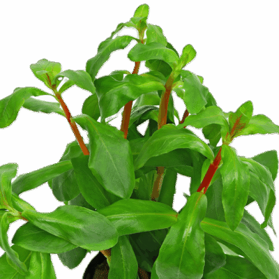 Five Bunched Plants Big Ammania Plant Ammania Senegalensis