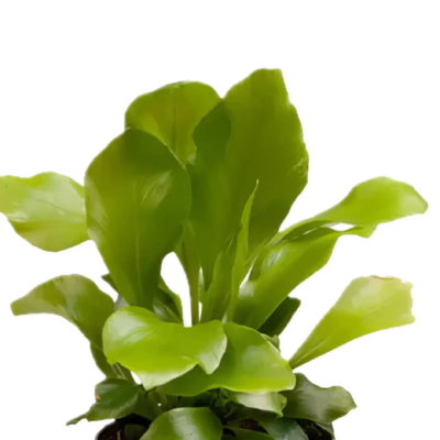 Five Bunched Plants Birds Nest Fern Plant Asplenium Nidus