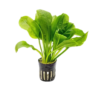Five Potted Plants Black Amazon Sword Plant Echinodorus Parviflorus