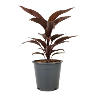 Five Potted Plants Brown Dracena Plant Cordyline