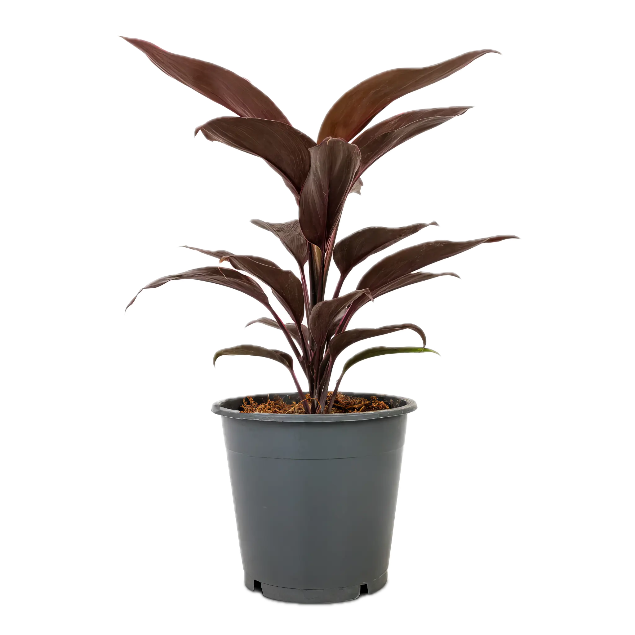 Five Potted Plants Brown Dracena Plant Cordyline