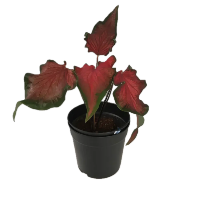 Five Potted Plants Caladium Frieda Hemple Plant Caladium