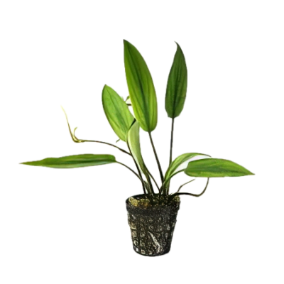 Five Potted Plants Ciliata Cryp Plant Cryptocoryne Ciliata