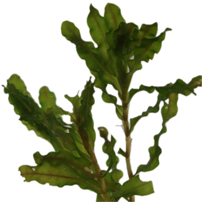 Five Potted Plants Curly Leaf Pondweed Plant Potamageton Crispus