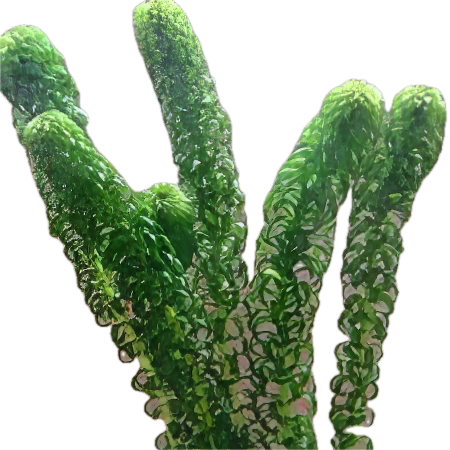 Five Potted Plants Curly Waterweed Plant Lagarosiphon Major
