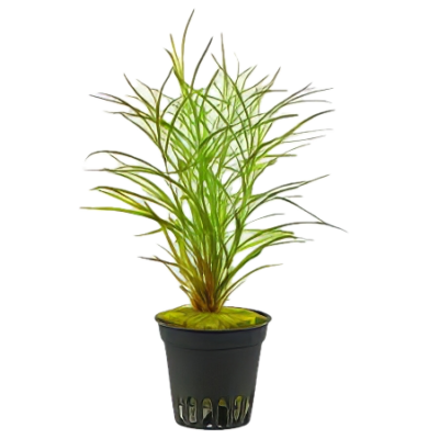 Five Potted Plants Gayi Pondweed Plant Potamageton Gayi