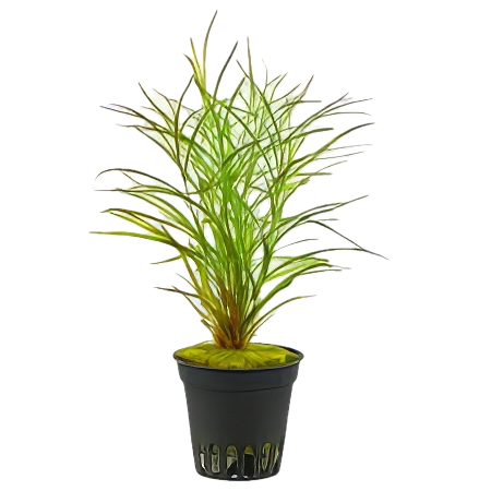 Five Potted Plants Gayi Pondweed Plant Potamageton Gayi