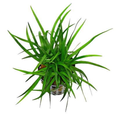 Five Potted Plants Grass Rosette Plant Eriocaulon Goias