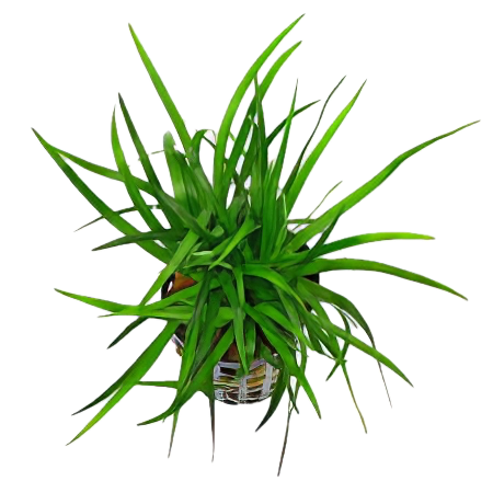 Five Potted Plants Grass Rosette Plant Eriocaulon Goias