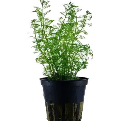 Five Potted Plants Green Mygriob Plant Mygriophyllum Matogrossense