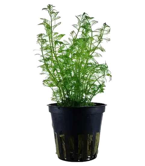 Five Potted Plants Green Mygriob Plant Mygriophyllum Matogrossense