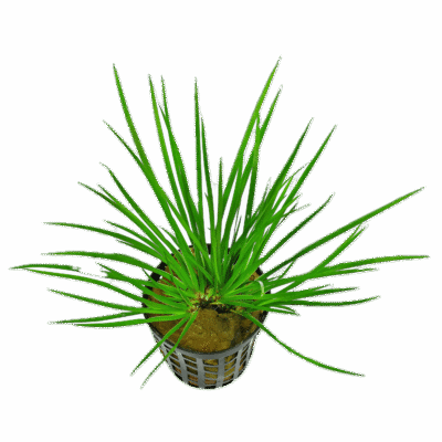 Five Potted Plants Green Slender Sweet Flag Plant Acorus Pusillus