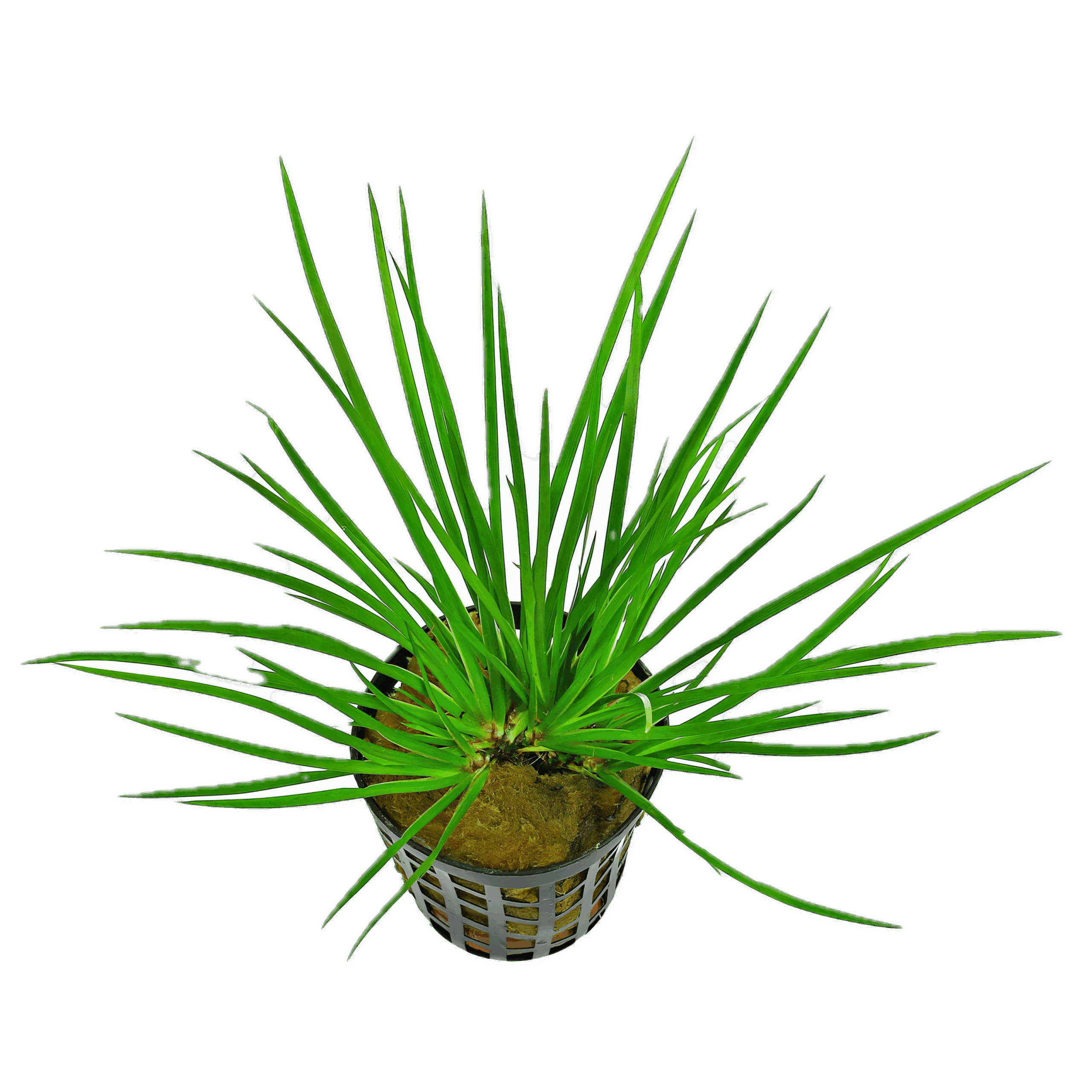 Five Potted Plants Green Slender Sweet Flag Plant Acorus Pusillus