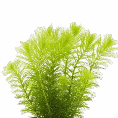 Five Bunched Plants Hornworth Plant Ceratophyllum Demersum