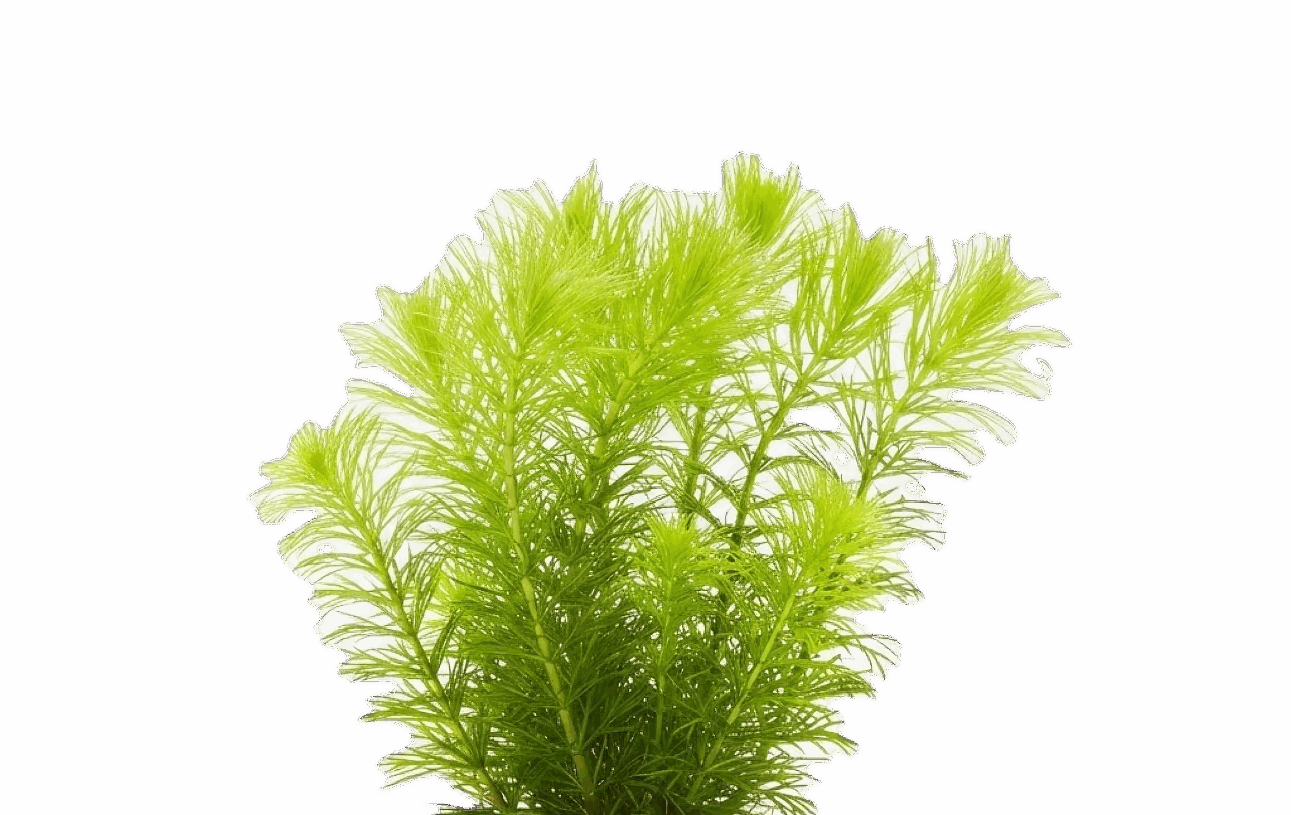 Five Bunched Plants Hornworth Plant Ceratophyllum Demersum