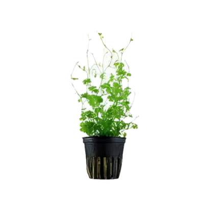 Five Potted Plants Japanese Pennywort Plant Hydrocotyle Tripartita