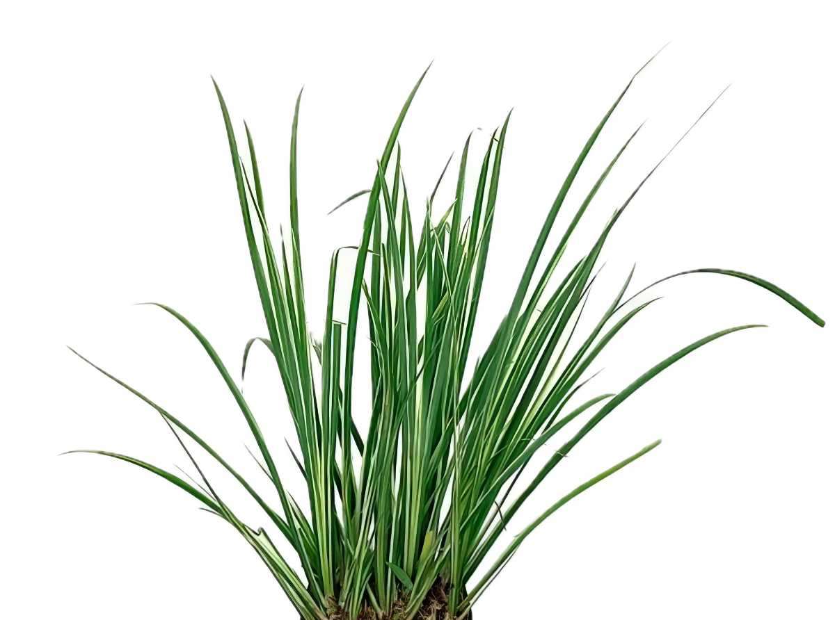 Five Potted Plants Japanese Rush Plant Acorus Gramineus