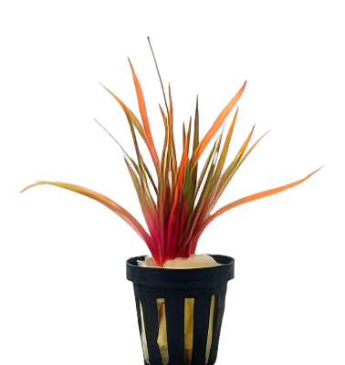 Five Potted Plants King Crimson Pipewort Plant Eriocaulon Quinquangulare