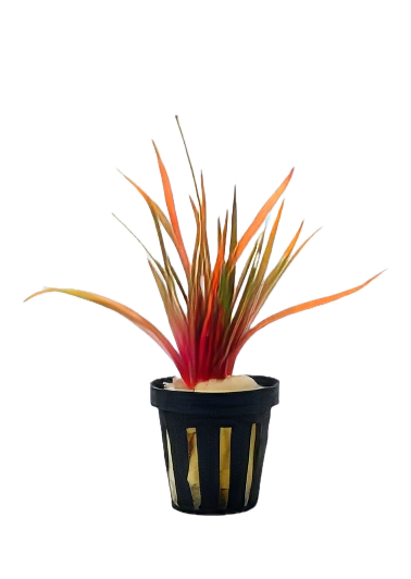 Five Potted Plants King Crimson Pipewort Plant Eriocaulon Quinquangulare