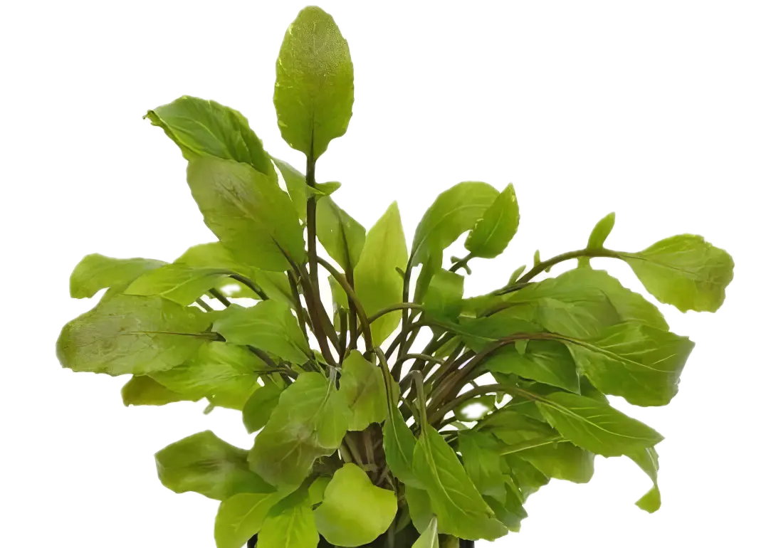 Five Potted Plants Lake Cress Plant Armoricia Aquatica