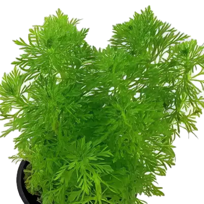 Five Potted Plants Large Ambulia Plant Limnophila Aquatica