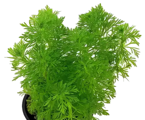 Five Potted Plants Large Ambulia Plant Limnophila Aquatica