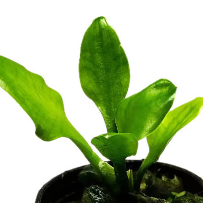 Five Potted Plants Lingua Cryp Plant Cryptocoryne Lingua