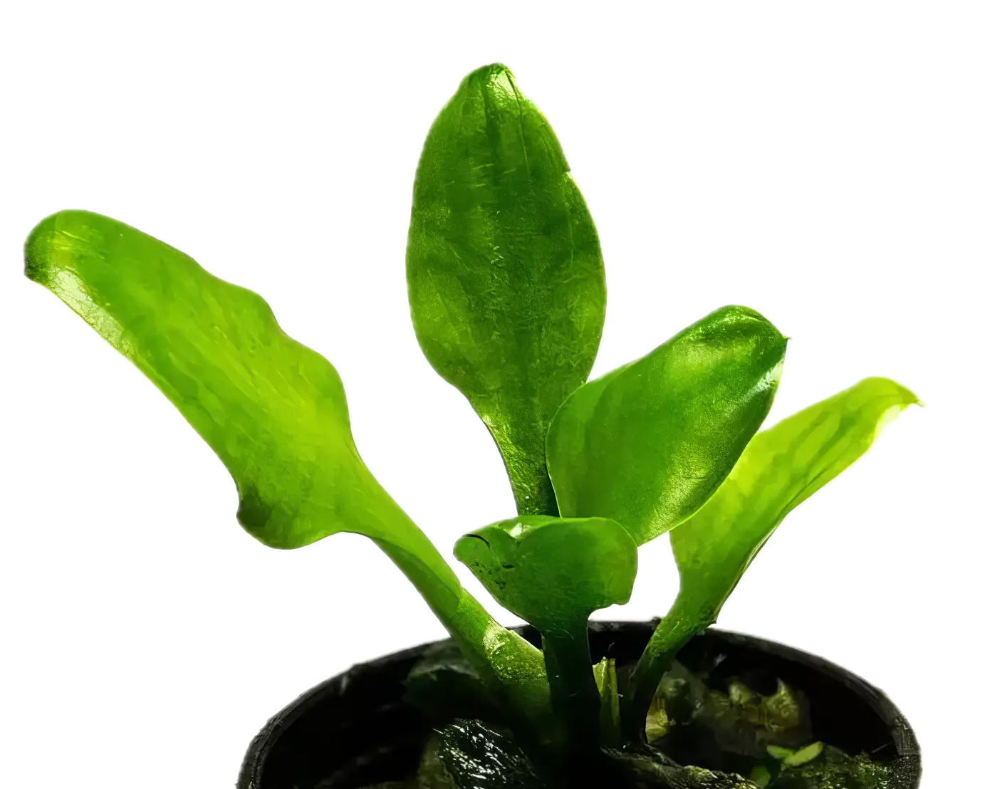 Five Potted Plants Lingua Cryp Plant Cryptocoryne Lingua