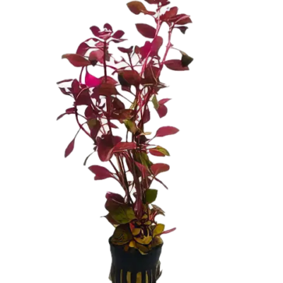 Five Potted Plants Mini Red Plant Ludwigia 'mini red'