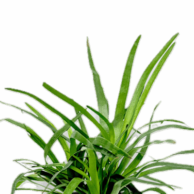 Five Potted Plants Needle Pipewort Plant Eriocaulon Setaceum