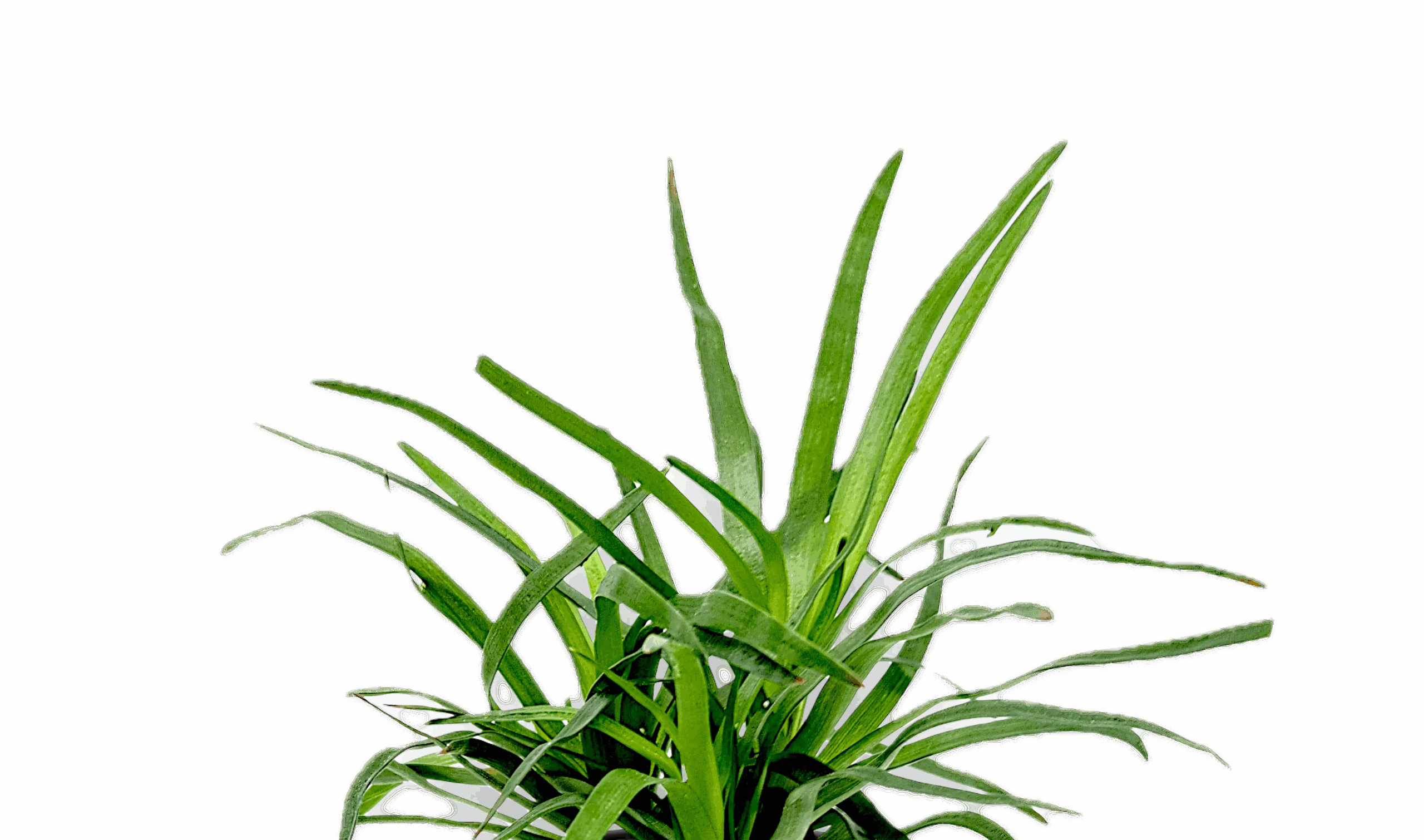 Five Potted Plants Needle Pipewort Plant Eriocaulon Setaceum