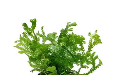 Five Potted Plants New Green Fern Plant Selaginella Sp