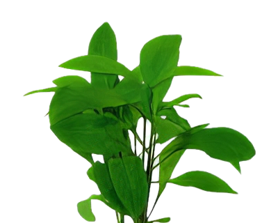 Five Potted Plants Noma Stricta Plant Nomaphila Stricta