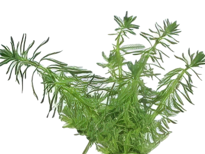 Five Potted Plants Parrots Feather Plant Myriophyllum Aquaticum