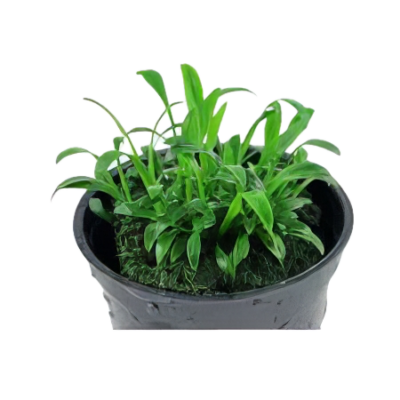 Five Potted Plants Parva Cryp Plant Cryptocoryne Parva