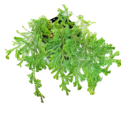 Five Potted Plants Peacock Fern Plant Selaginella Unicinata