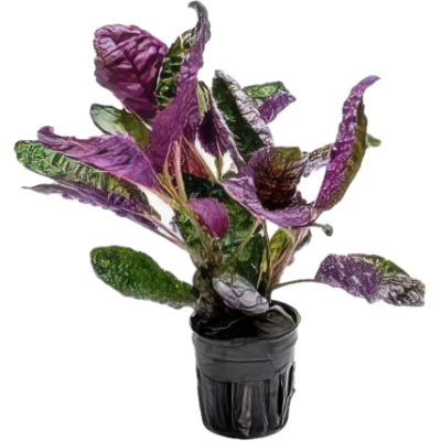 Five Potted Plants Purple Stricta Plant Hemigraphis Colorata