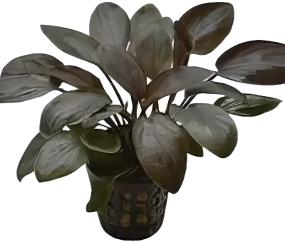 Five Potted Plants Red Bleeding Heart Plant Lagenandra Meeboldii