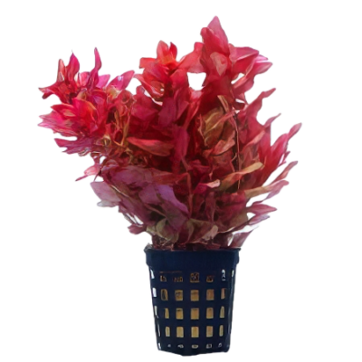Five Potted Plants Red Narrow Leaf Macranda Rotala Plant Rotala Macranda