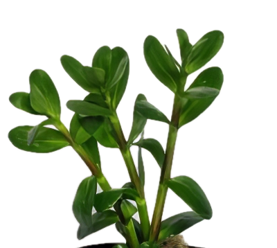 Five Potted Plants Senegal Tea Plant Gymnocoronis Spilanthoides