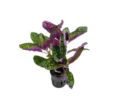 Five Potted Plants Sharp Leaf Plant Hemigraphis Colorata Exotica